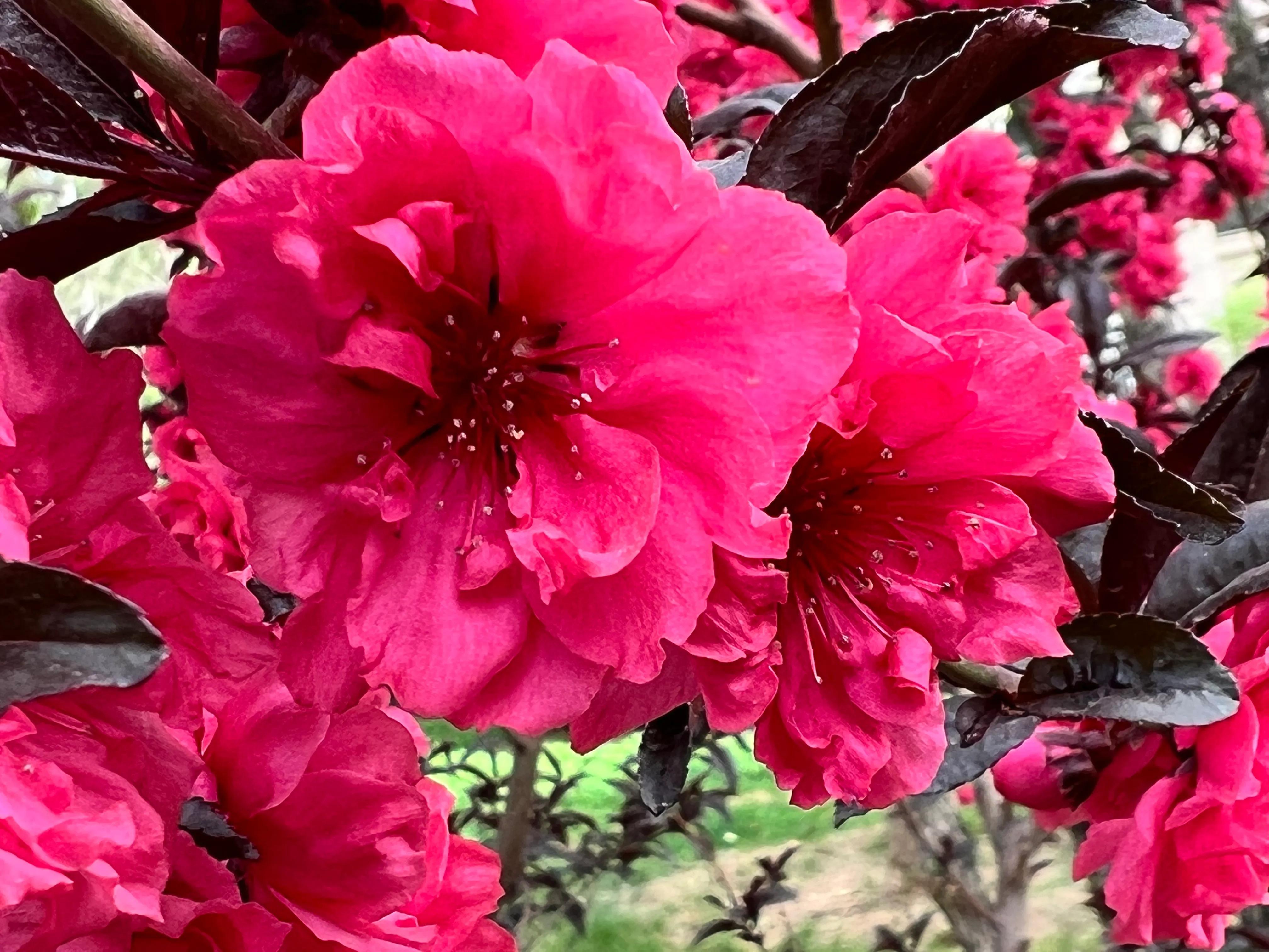 繁花似锦春常在，花红柳绿四月天，吹面不寒杨柳醉春风