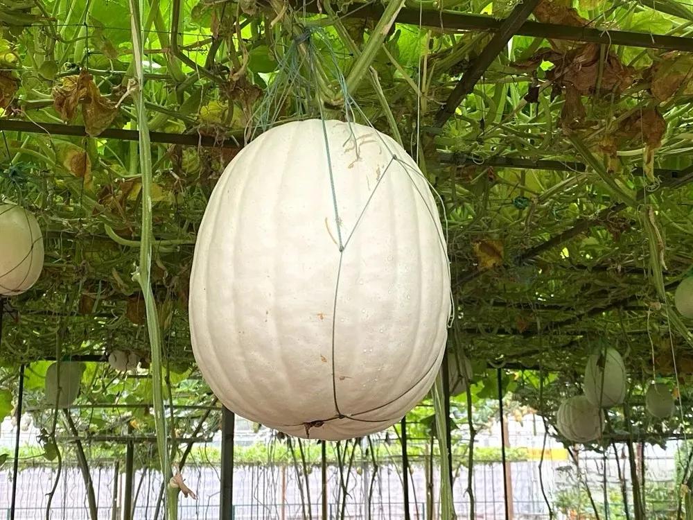 北瓜图片(北瓜图片大全大图 实物图片) - 泉兴百科