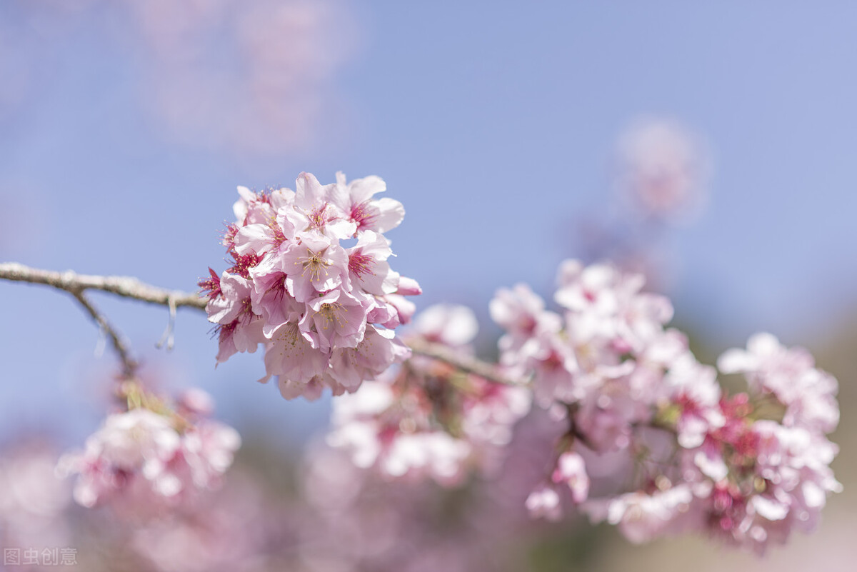无锡初春赏樱攻略丨别再错过一年一次的“樱花季”