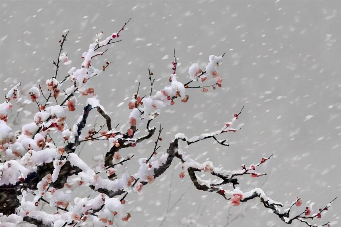 每天一首古诗词|王安石《梅花》