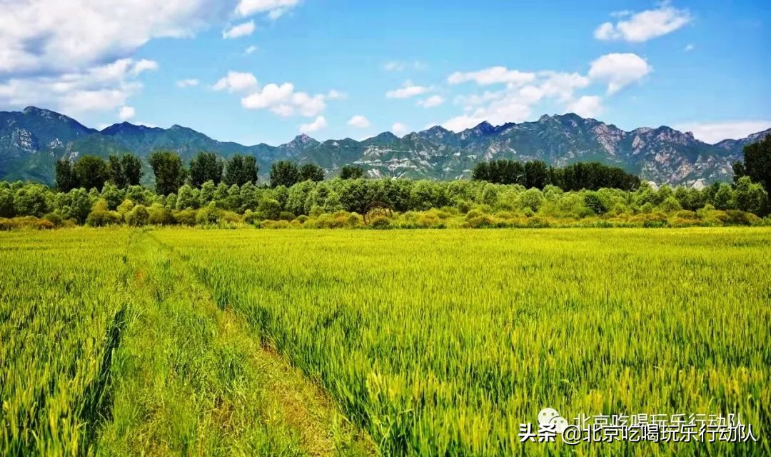 京郊有超大稻田的郊野公园