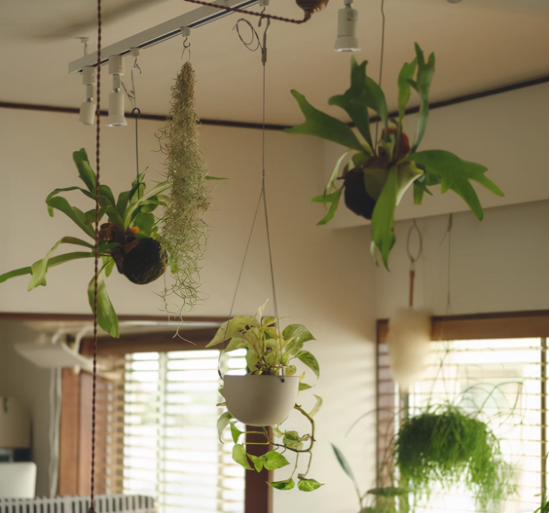 50岁的主妇，收拾出精致小屋，用满屋绿植，装点出诗意栖居