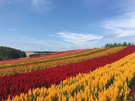 大美北海道 你来过吗 珍娱客