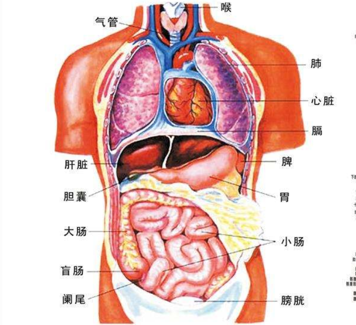 人类生理结构的不合理，明明是最高等生物，却出现了这种问题