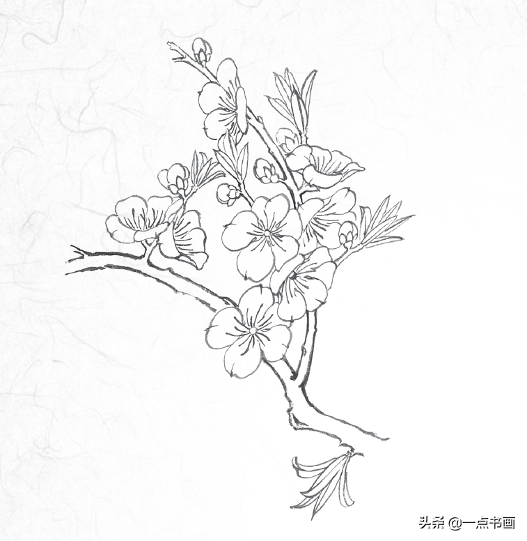 白描玉兰花与桃花画法，简单易上手