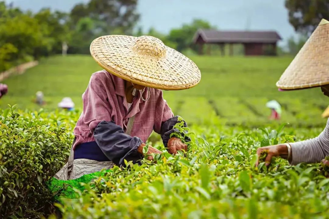 徐霞客在此住了54天，这里是四季花期永不过时的南宁“后花园”……