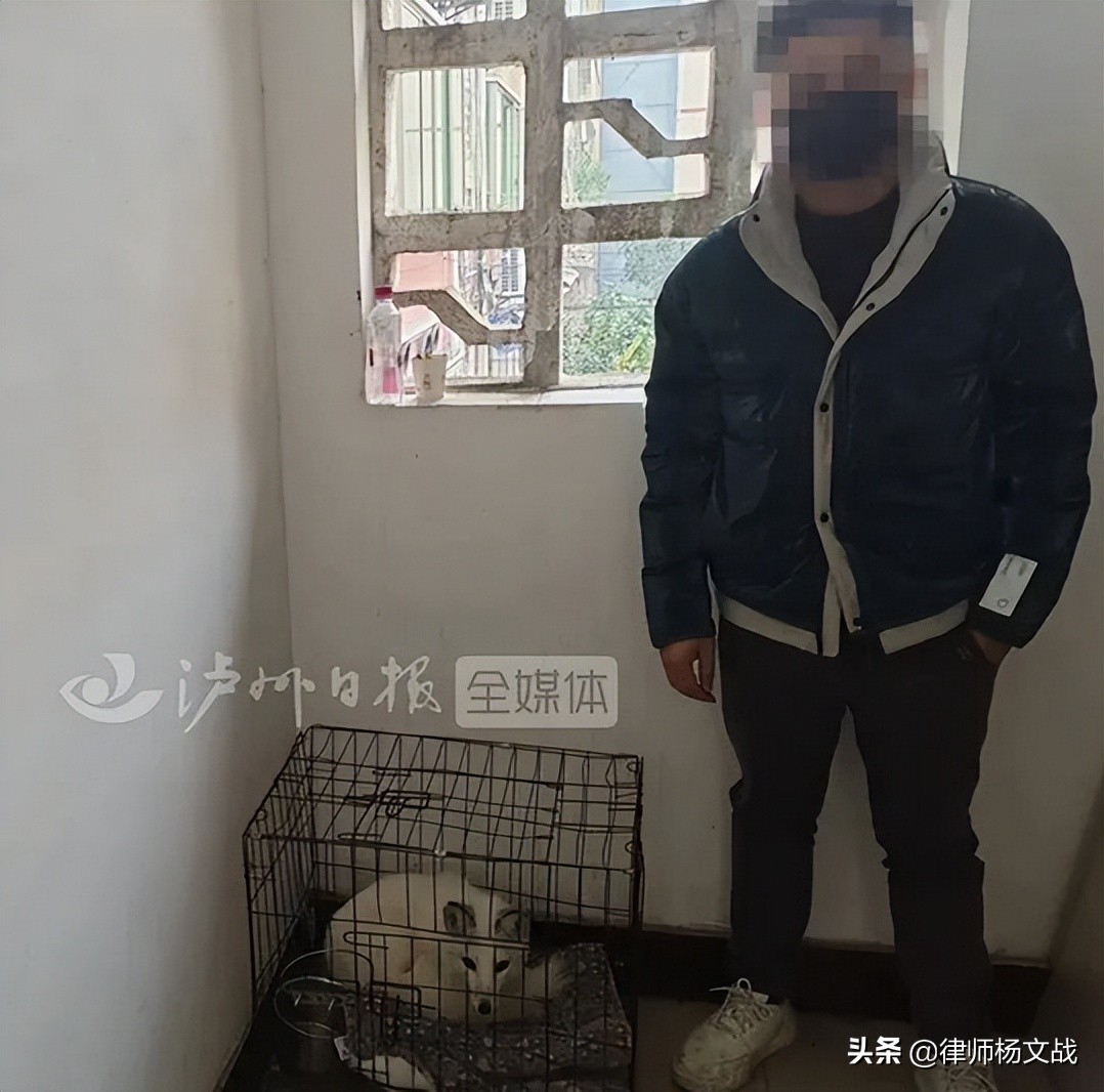 养狐狸犯法吗（男子买狐狸给女友被采取刑事强制措施）