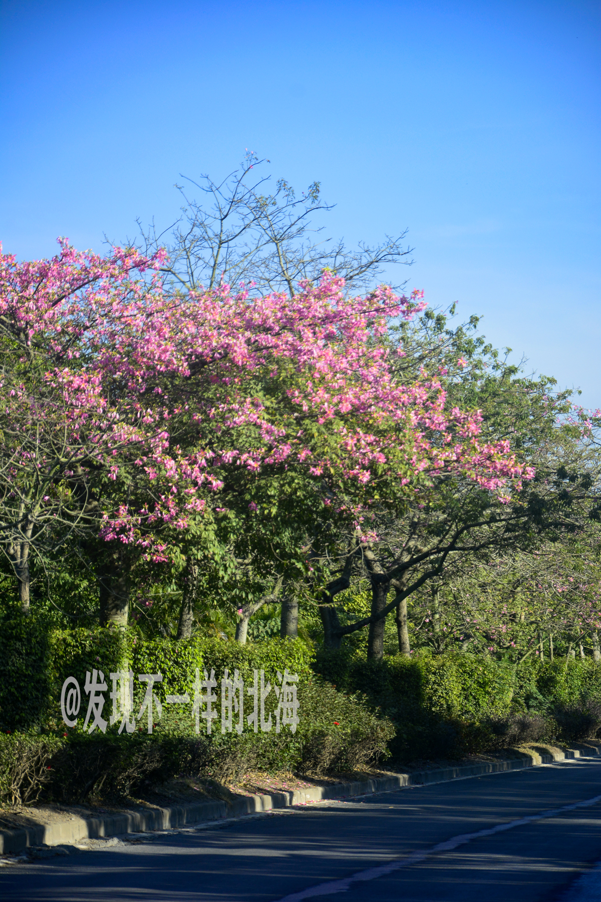 大美北海，冬暖花也开，实在是美