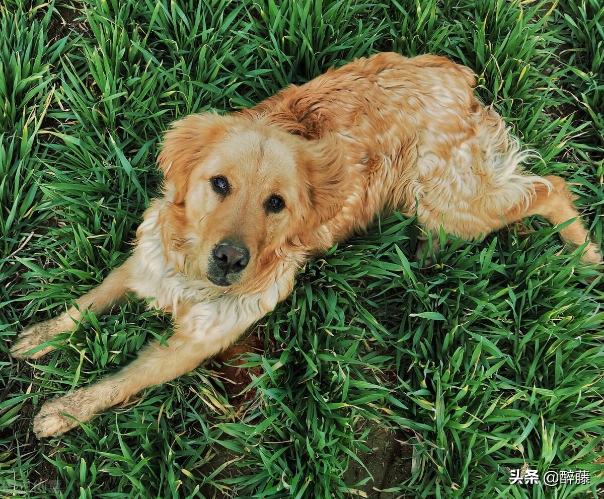 《一条狗的使命》，解压的一部电影