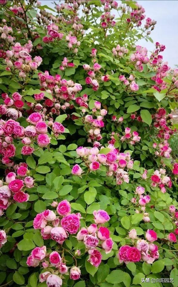 四季开花的蔷薇哪个品种好(天花板胭脂扣价格便宜好养护)