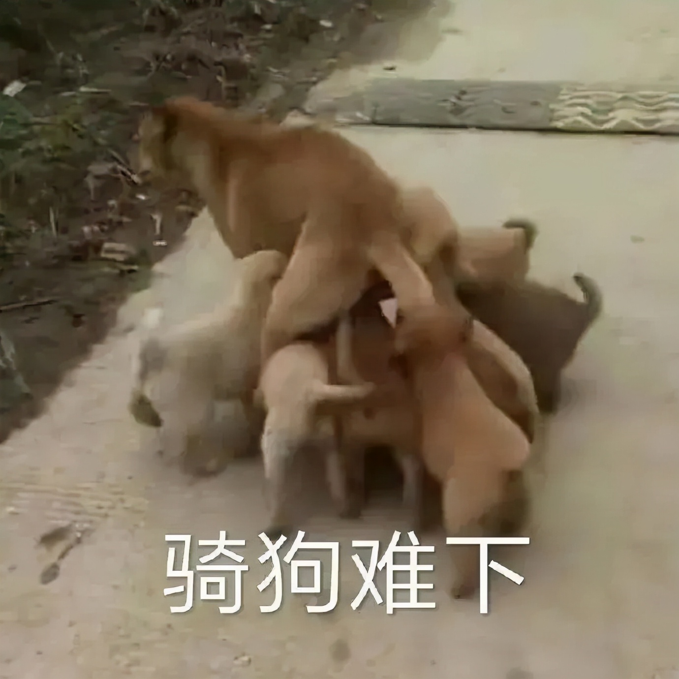 健身的真正目的是揍鬼