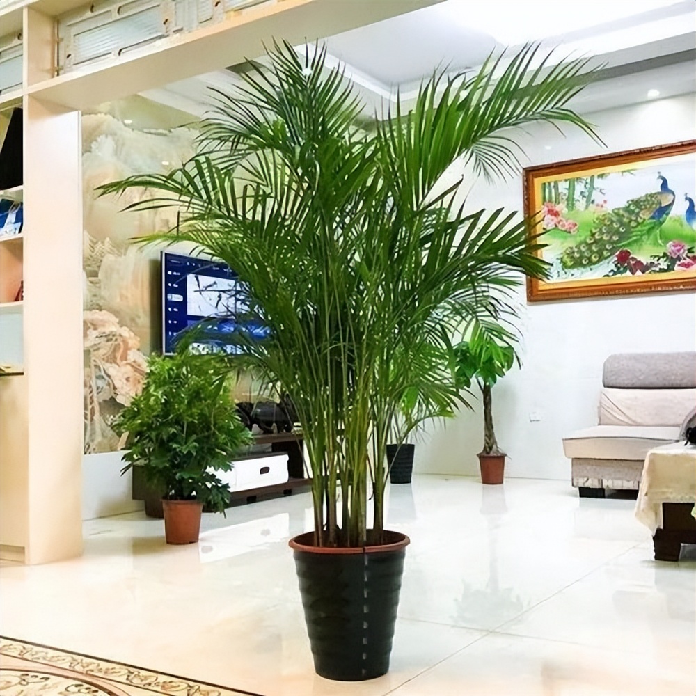 5种“健康花”，客厅一放大气高档，毒气吸光，养人家又旺