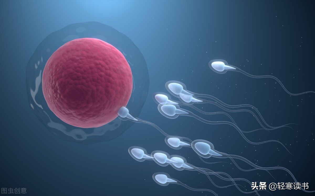受孕过程工具图片