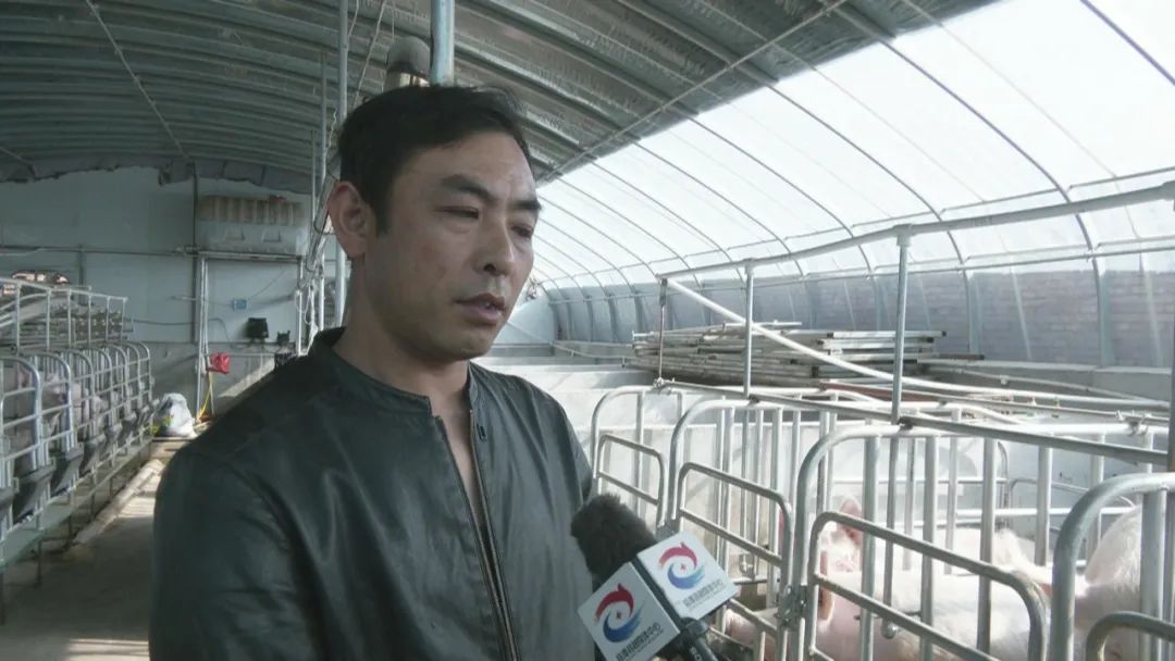临潭：养好“二师兄”，成就大产业