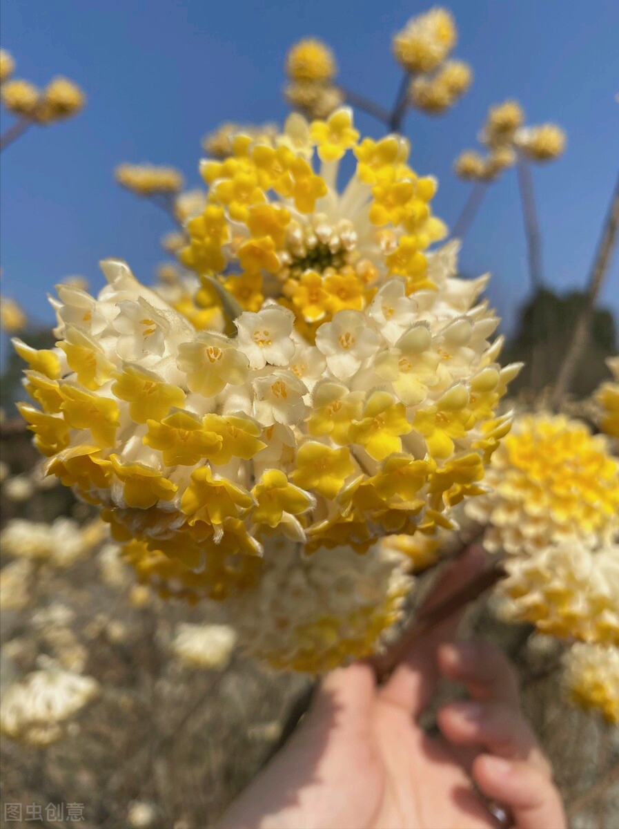 一花一悦一世界，繁花争艳，花迎小年；欢乐开怀，幸福常伴