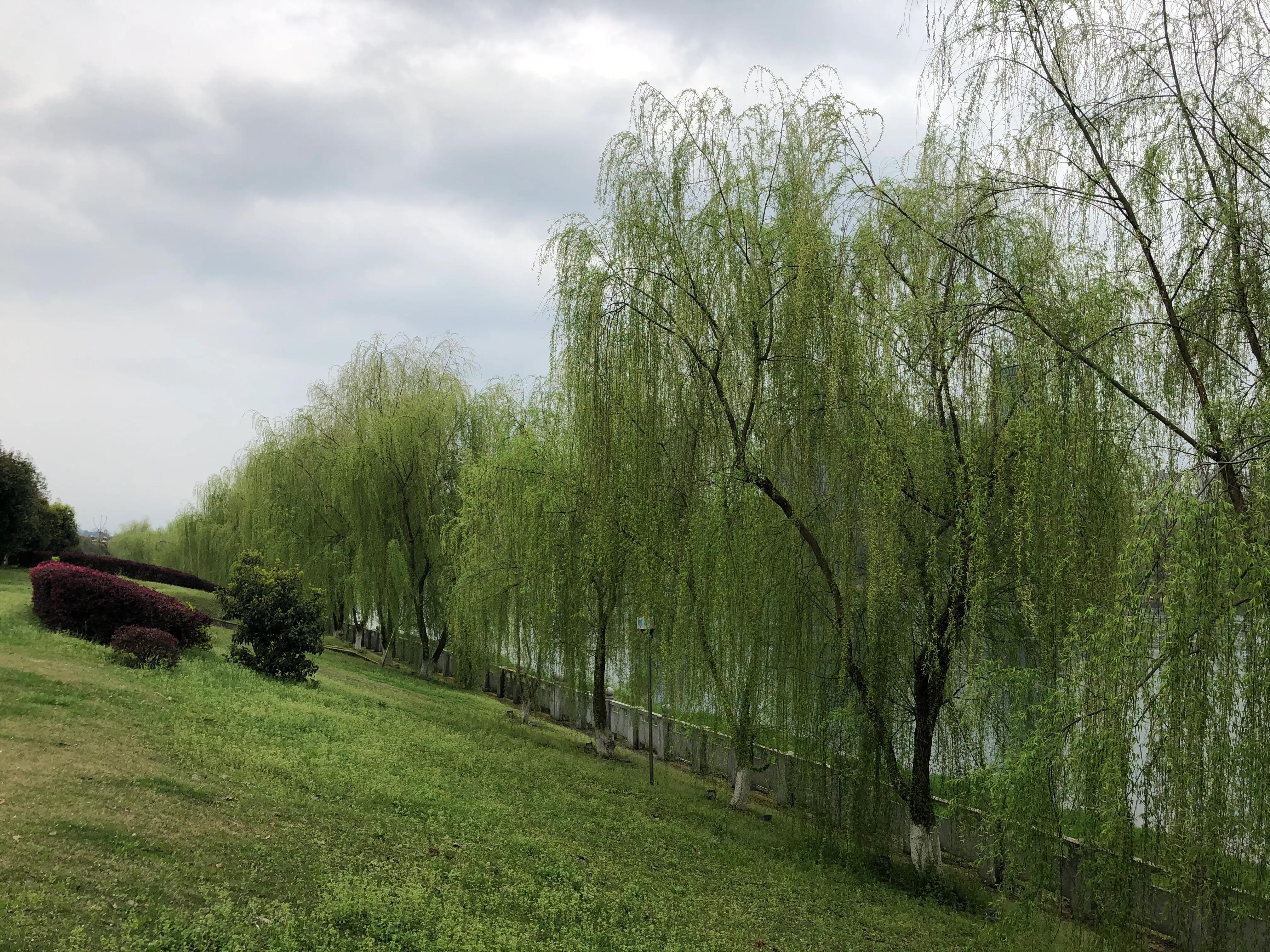 冬去春来，柳树发芽，春潮江水，奔流北去！春来湘中，美降人间