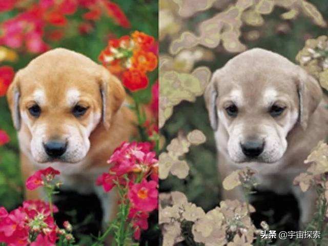 死亡真的意味着一切的终结吗？或许那只是人类大脑的幻觉
