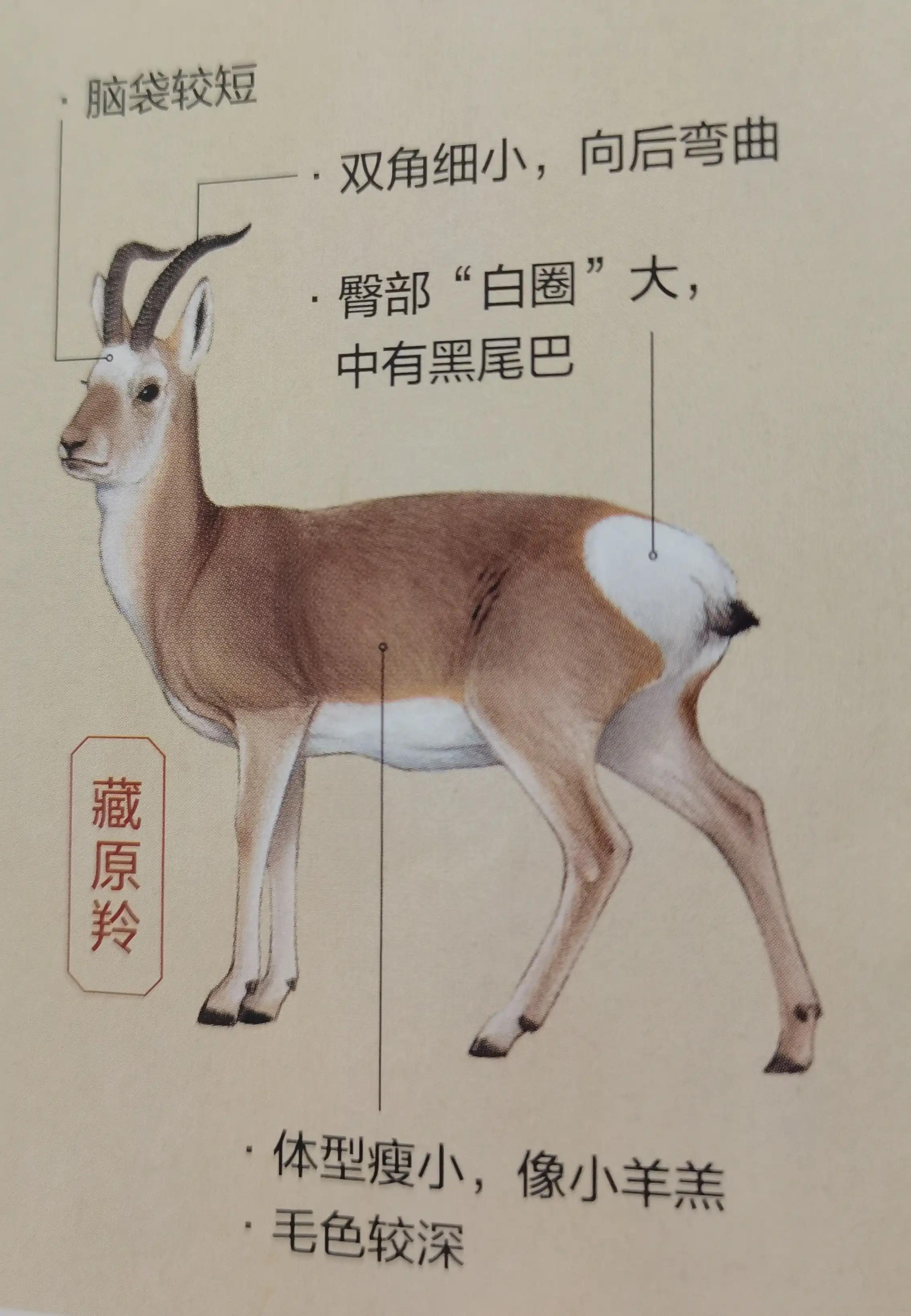 走青海，带你认识中国最珍稀的认的羚羚羊