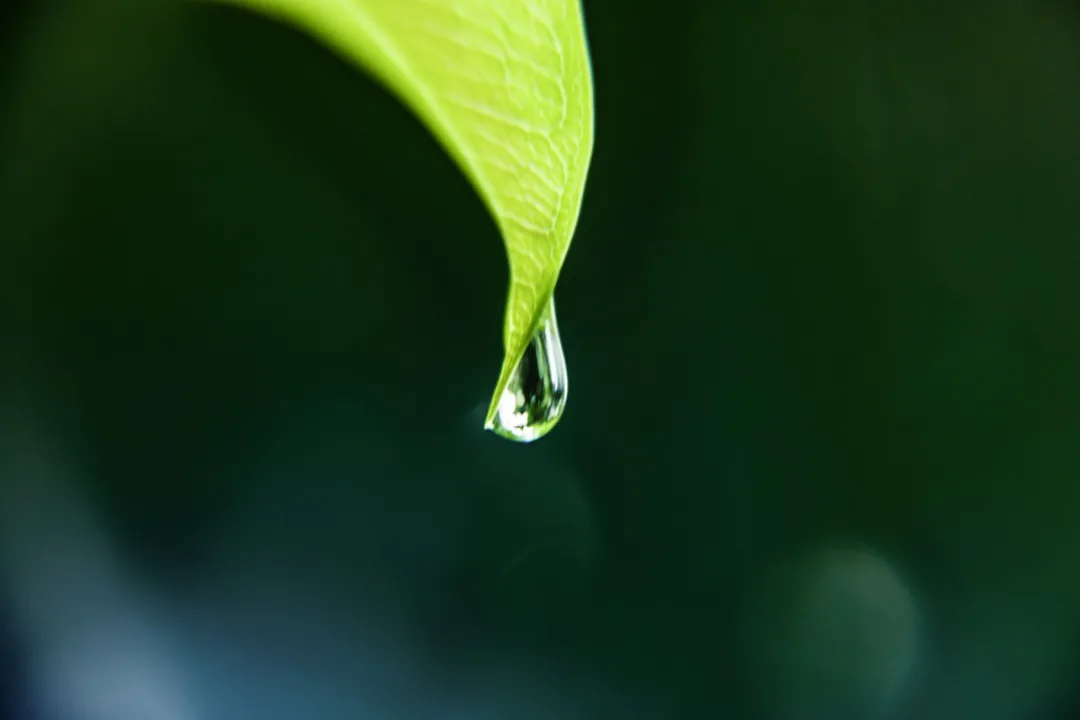 今日雨水｜一场春雨，十里花开，许你岁月静好