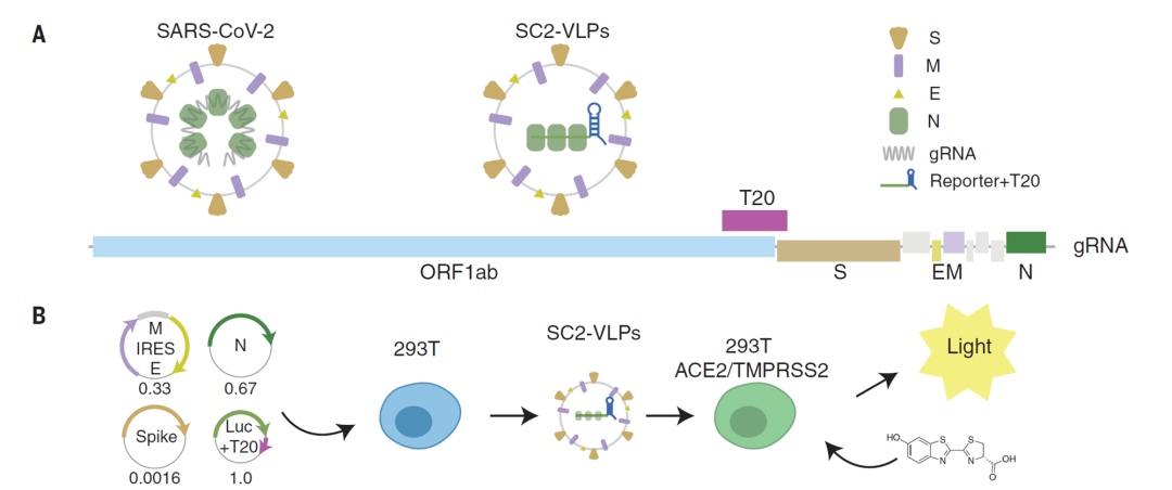 新平台安全简捷研究结构蛋白突变对病毒生命周期关键步骤的影响