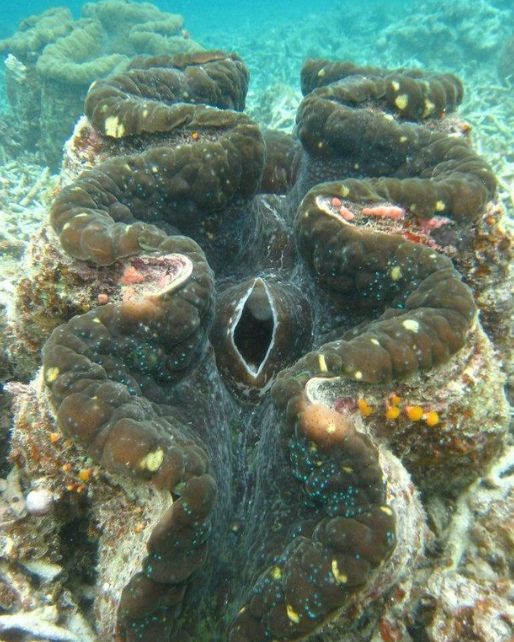 而目前世界上生存着的最大的蛤蜊,学名叫做砗磲,被发现的最大的达到了