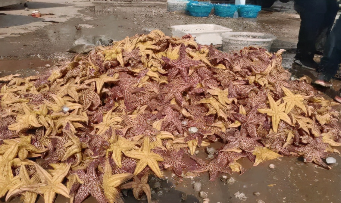 “海底蝗虫”又来了，专吃鲍鱼和蛤蜊！胶州湾海星为何泛滥成灾？