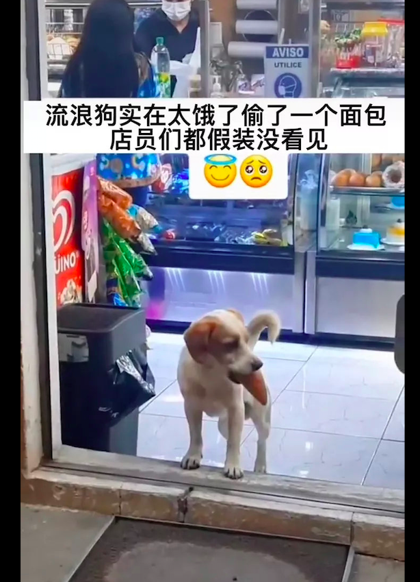 流浪狗跑去便利店偷吃面包，店员们都假装没看见：它肯定饿极了