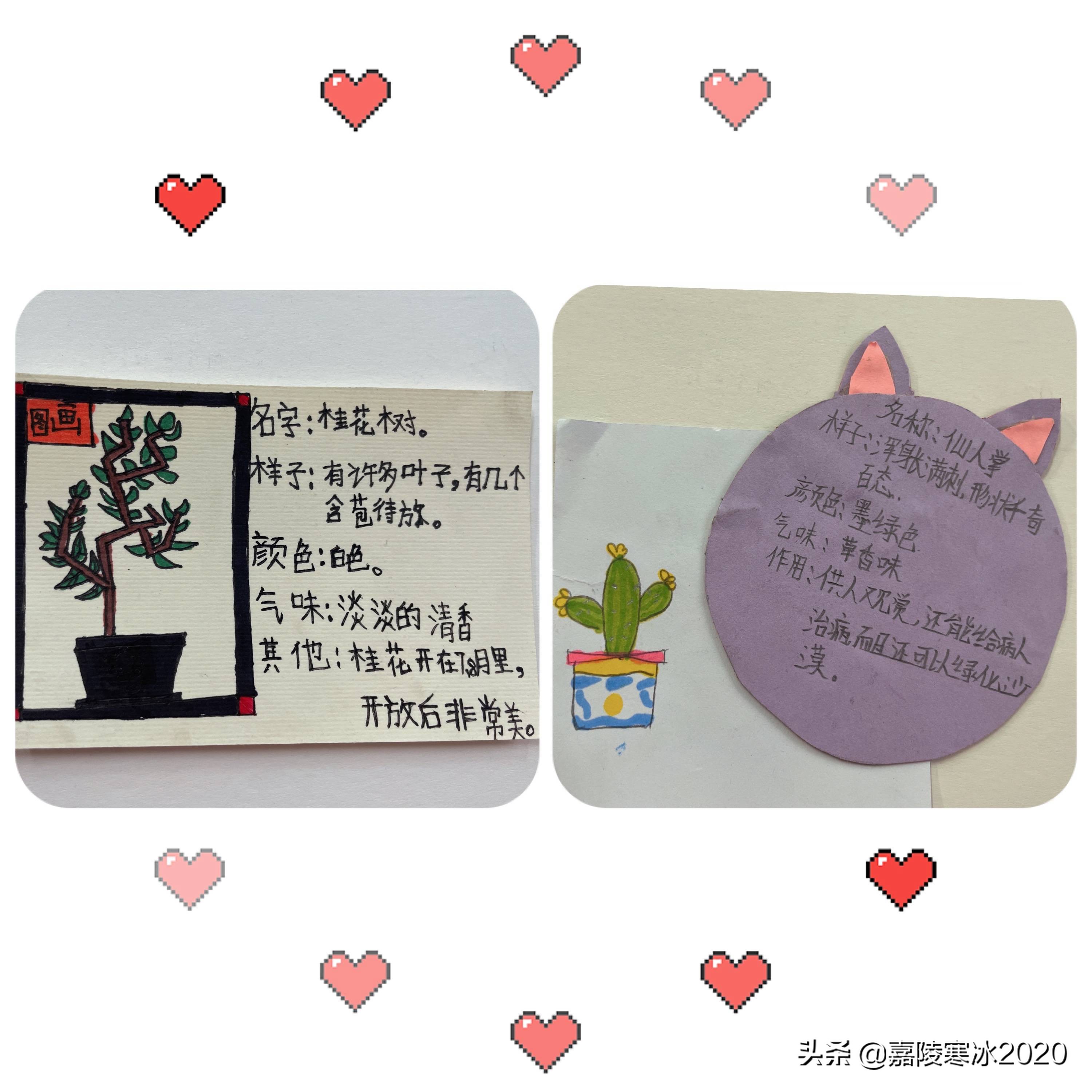 制作《植物记录卡》，见证课后服务班级个性化活动