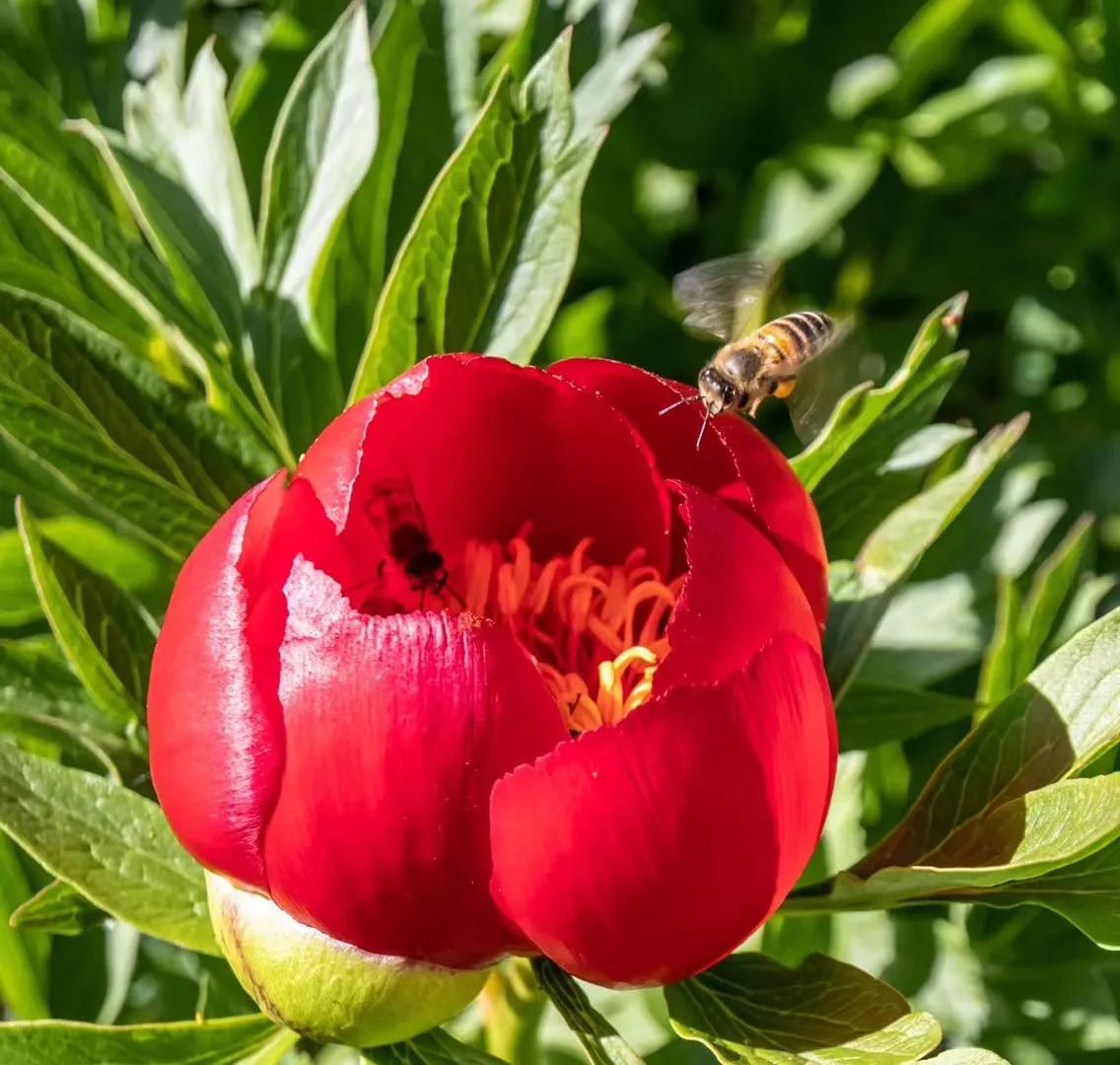 罗马尼亚国花"冰川遗花"罗马尼亚野牡丹
