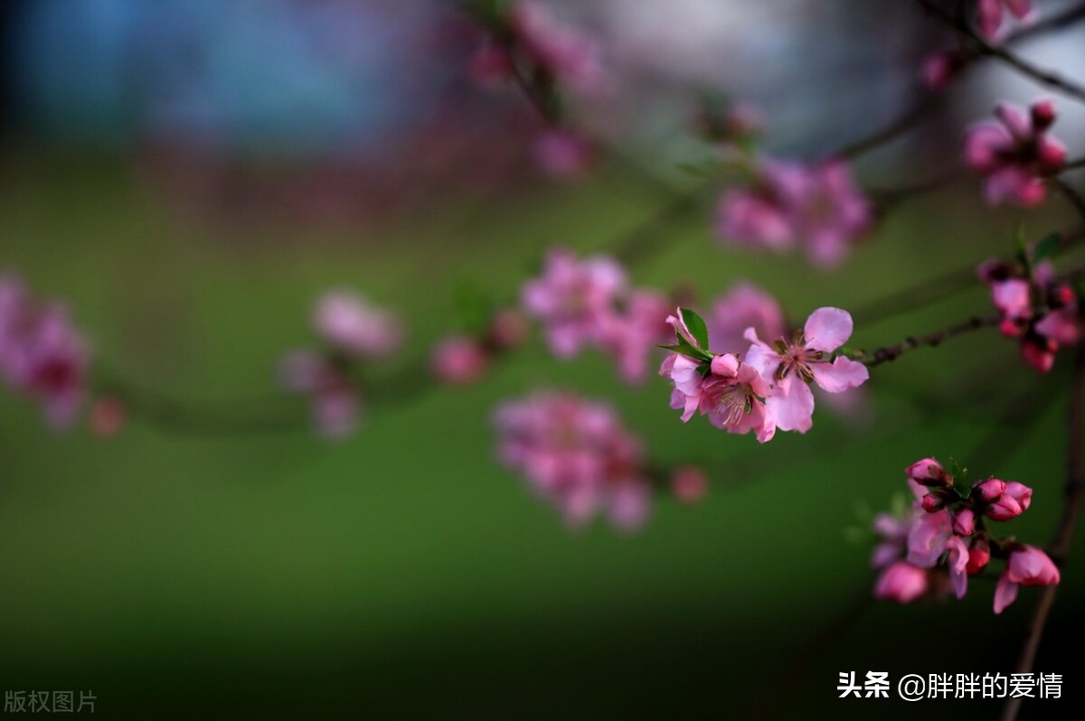 顺生而行，不沉迷过去，不狂热地期待未来，生命这样就好