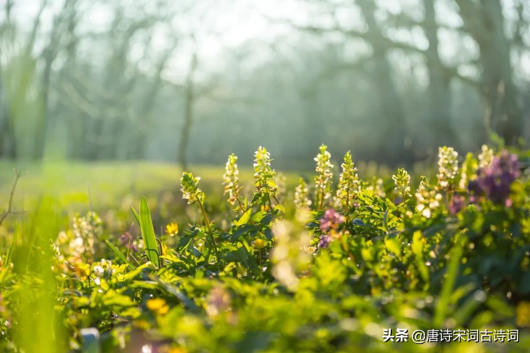 春草生，情思长