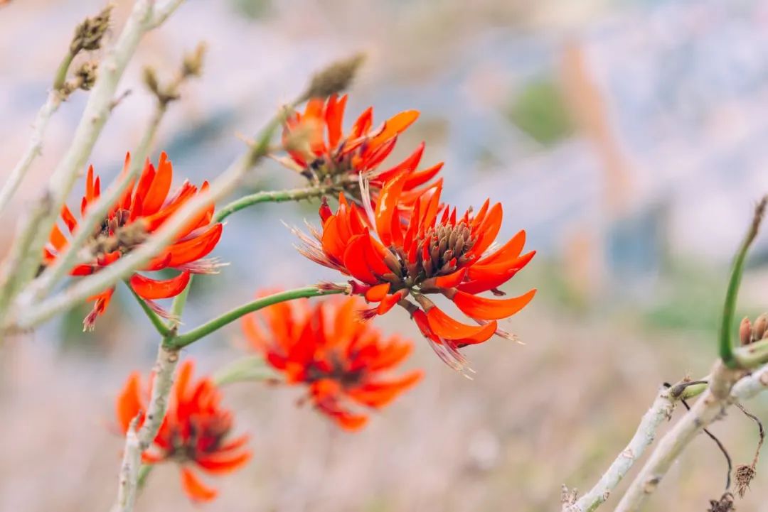 陌上花开春正美，跟着赏花地图“趣”打卡！