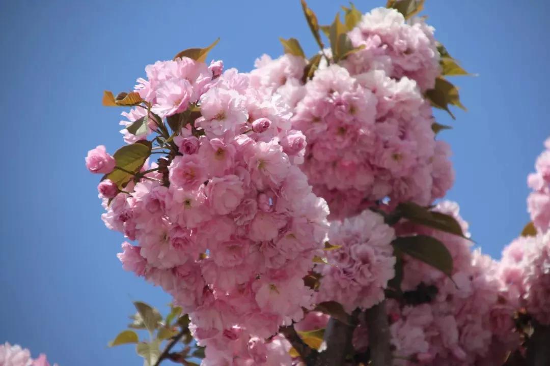 分享图片，浪漫唯美粉红色的花