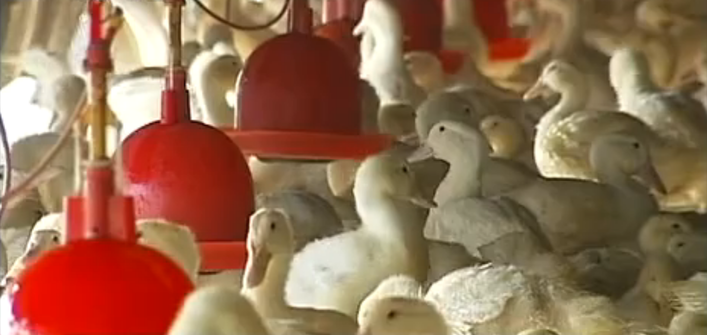 2007年男子花60万养鸭子，4年后靠鸭子挣了2000万，如今身价过亿