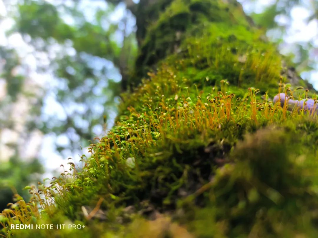 ?Redmi Note 11T Pro+测评：真的是用户要什么就给什么