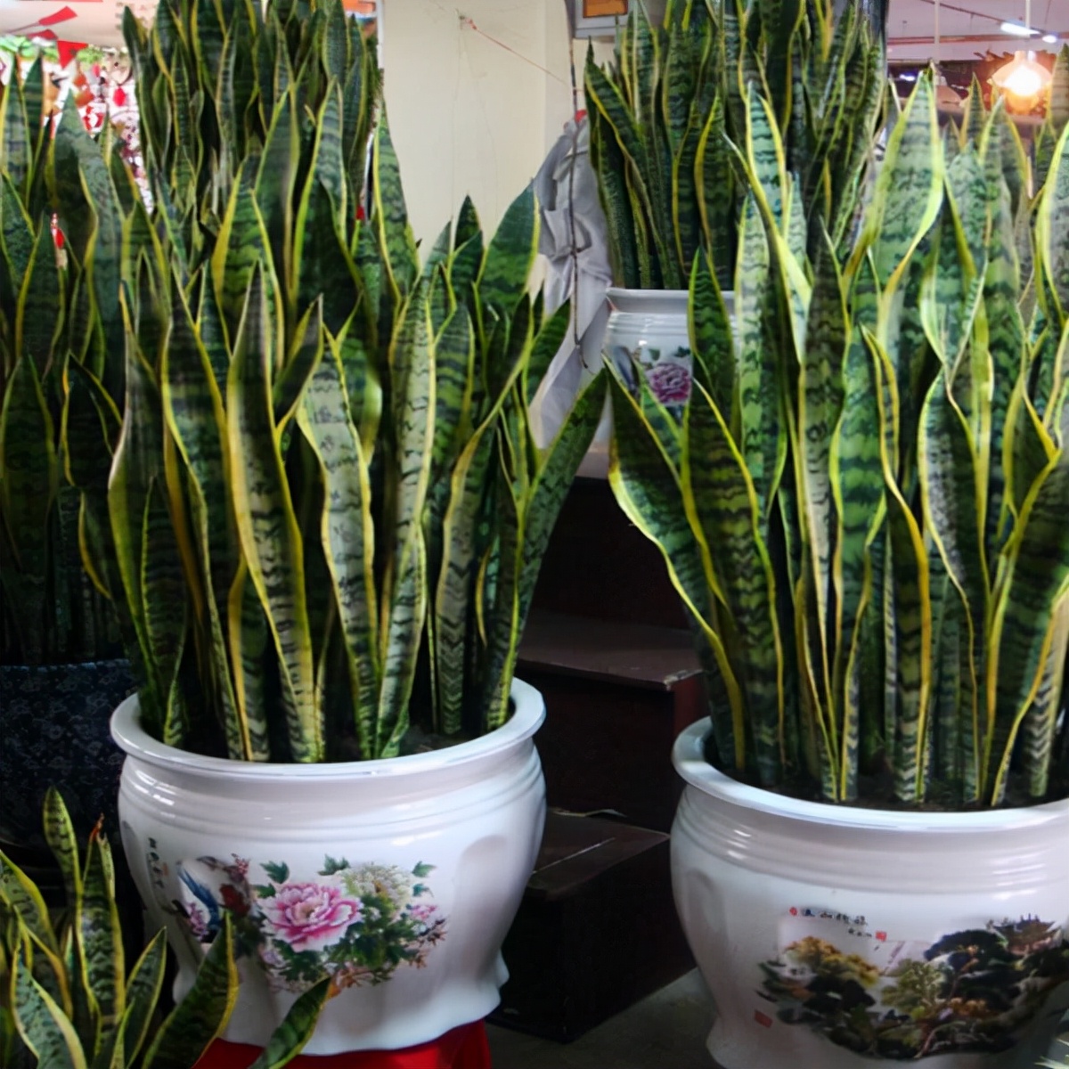 室内想养"大盆镇宅花",建议从这10种里面选,听名字就很霸气