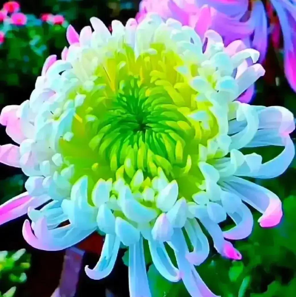 分享图片—漂亮的菊花