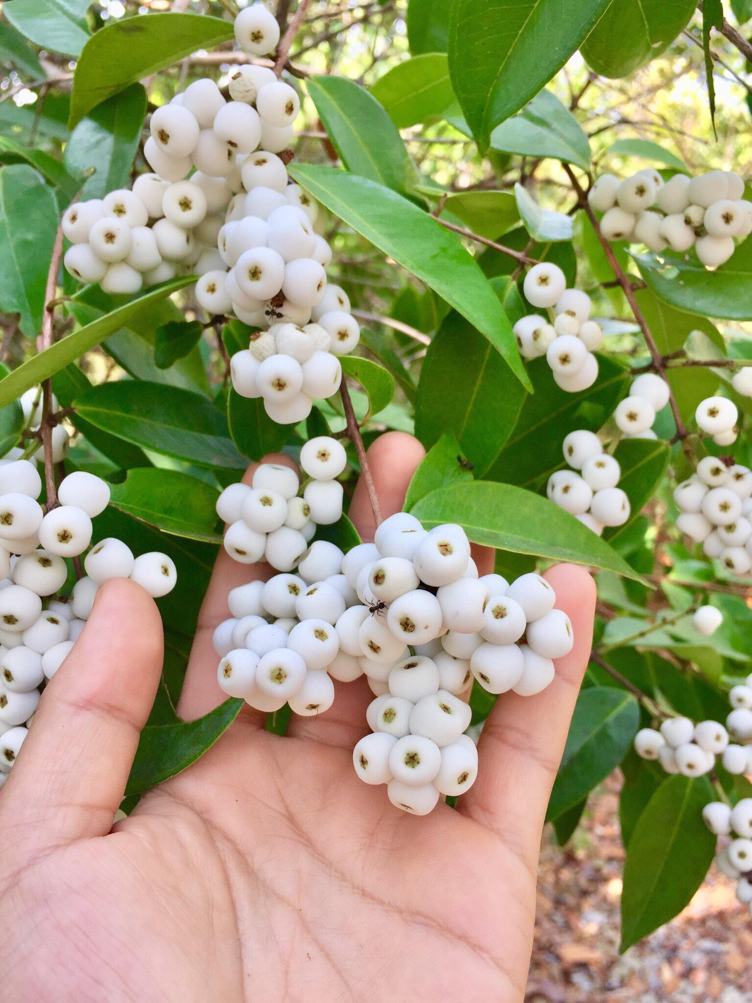 图7足够的游戏来捕蟹抓鱼,放牛,在溪流中游泳,放风筝,进来采蘑菇