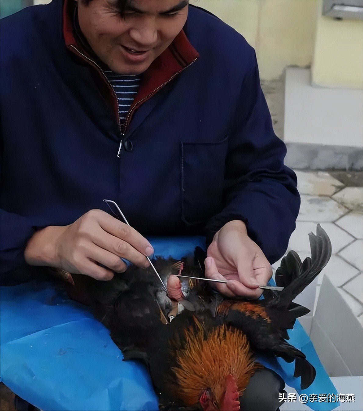 阉鸡(阉猪)主要是让它们能长的更快更大一些.以前在农村很常见的.