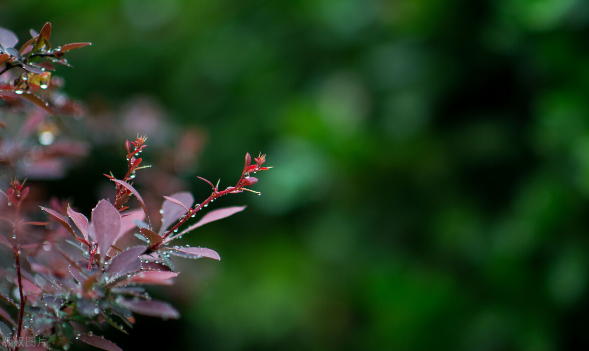 三月的雨 （现代诗）