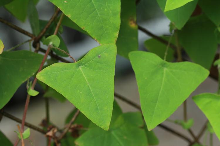 各种树叶的形状及名称 -生活知识库-动动脑