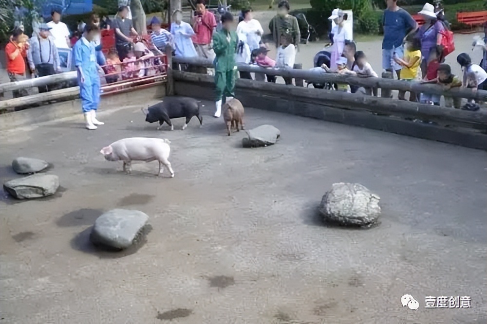 两个日本农场教会你，养猪农场如何变身萌猪乐园