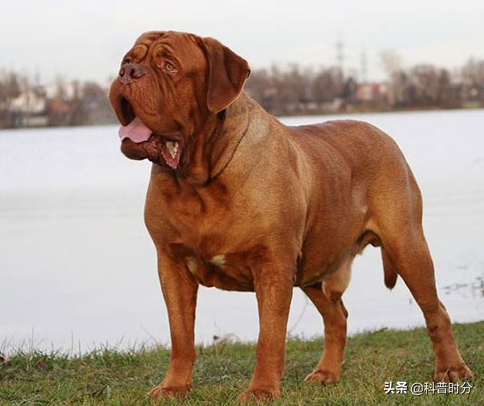 世界上兇猛的十種狗，日本土佐犬上榜，藏獒排名第二