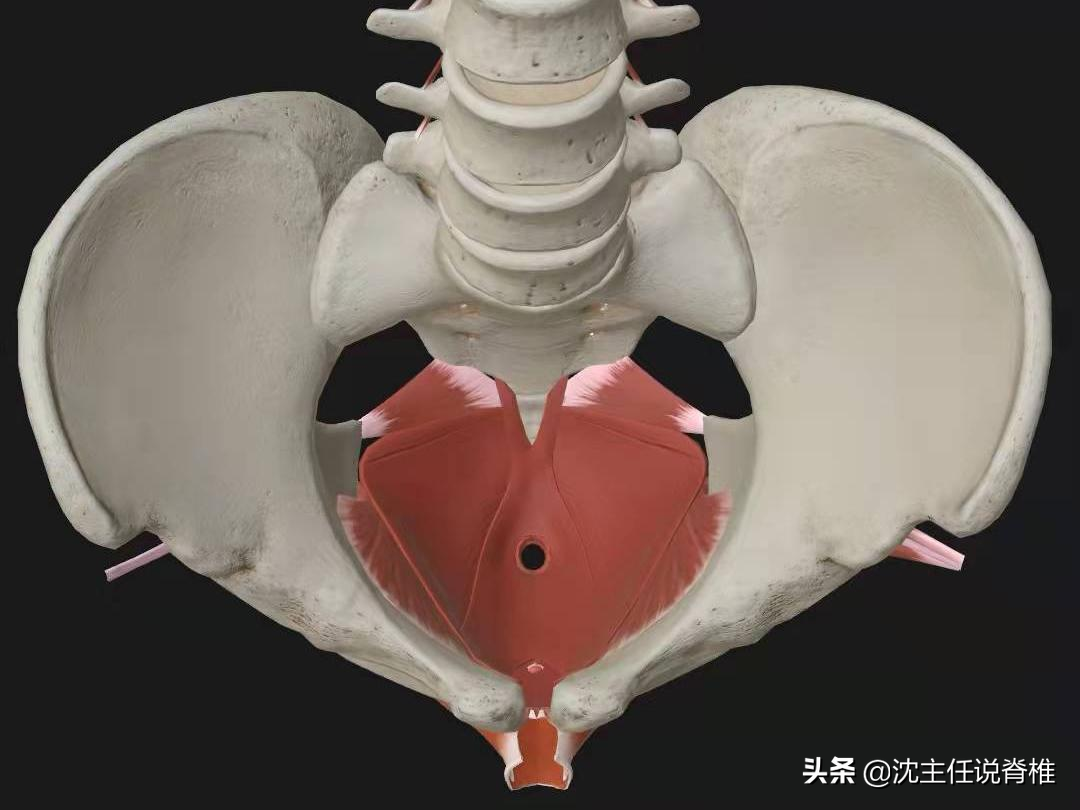 腰臀或下肢痛，是腰肌劳损、腰突症吗？不一定，还有这些原因