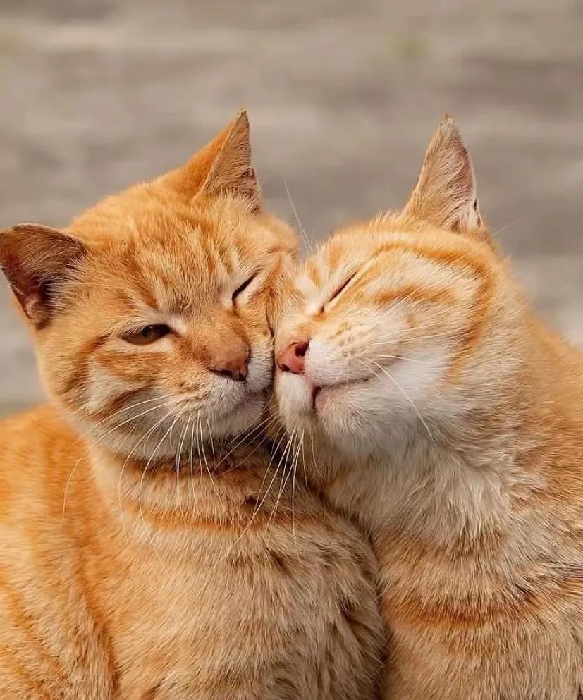 唱啥不重要就图个热闹