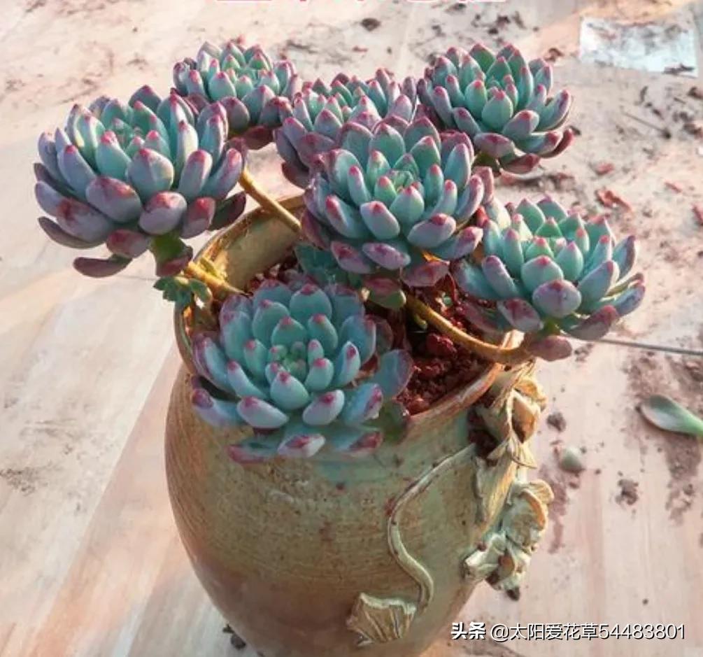 春天这样养多肉4步走起肉肉长胖又变美好看迷人