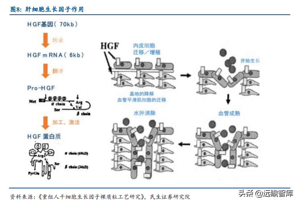 基因疗法热度持续攀升，新秀：诺思兰德，拳头产品剑指超百亿市场