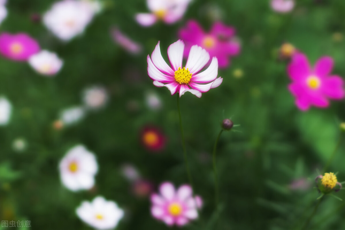 关于夏天的唯美句子，盛夏美好文案