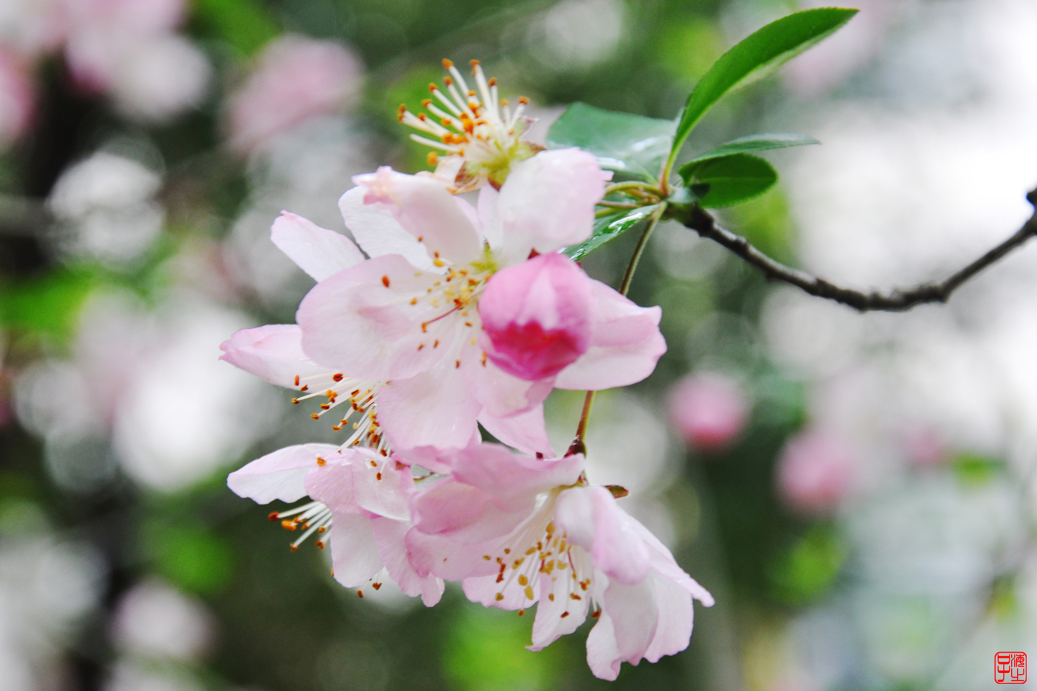 淅沥细雨下的海棠花