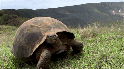 进化论的终极bug：乌龟，如何成为科学家们的“噩梦”？